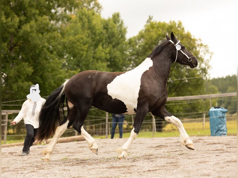 Barockpinto Stute 3 Jahre 161 cm Tobiano-alle-Farben in Eskilstuna