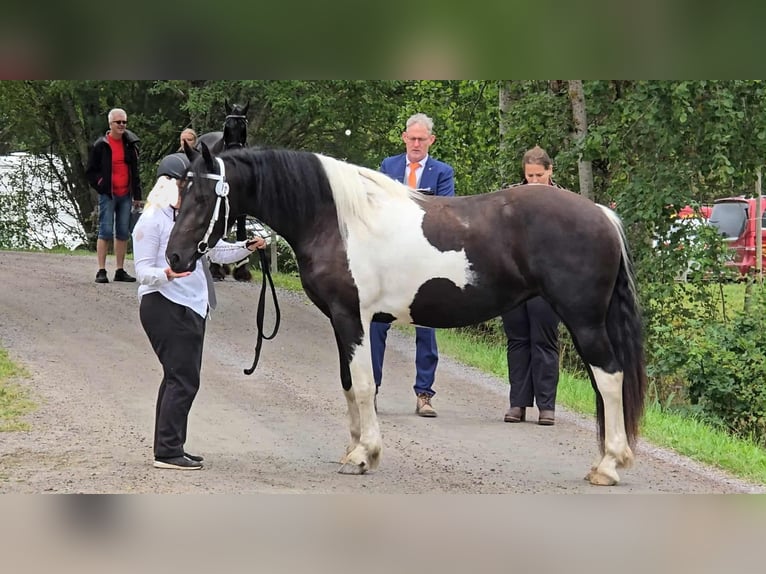 Barockpinto Stute 3 Jahre 161 cm Tobiano-alle-Farben in Eskilstuna