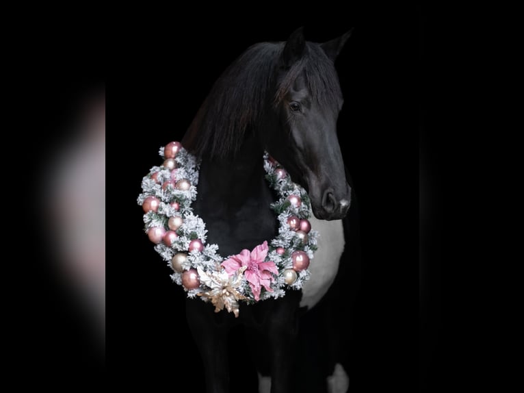 Barockpinto Stute 3 Jahre 162 cm Tobiano-alle-Farben in Haarlem