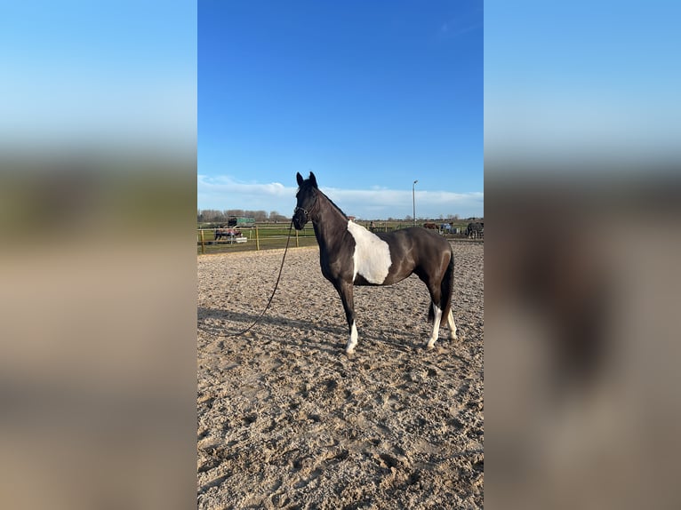 Barockpinto Stute 3 Jahre 162 cm Tobiano-alle-Farben in Haarlem