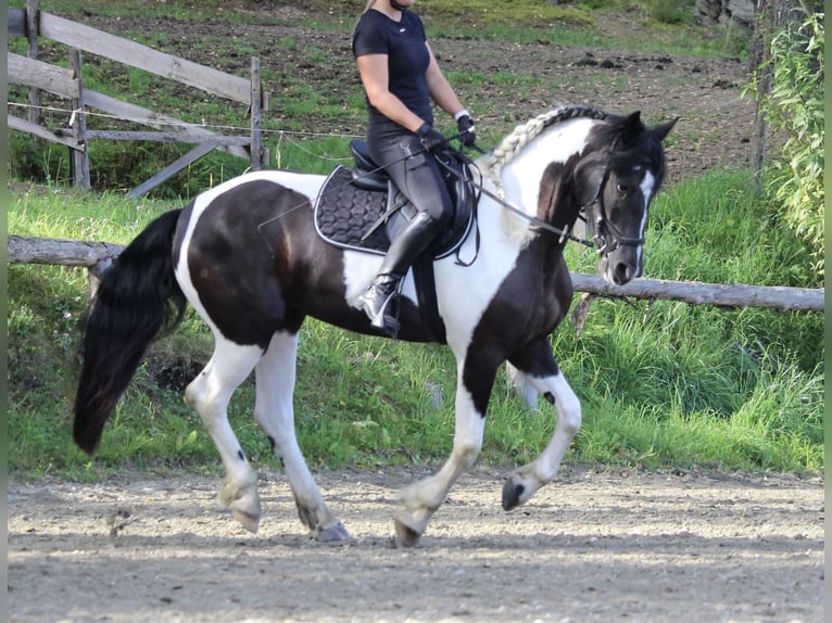 Barockpinto Stute 4 Jahre 160 cm Schecke in Kienach