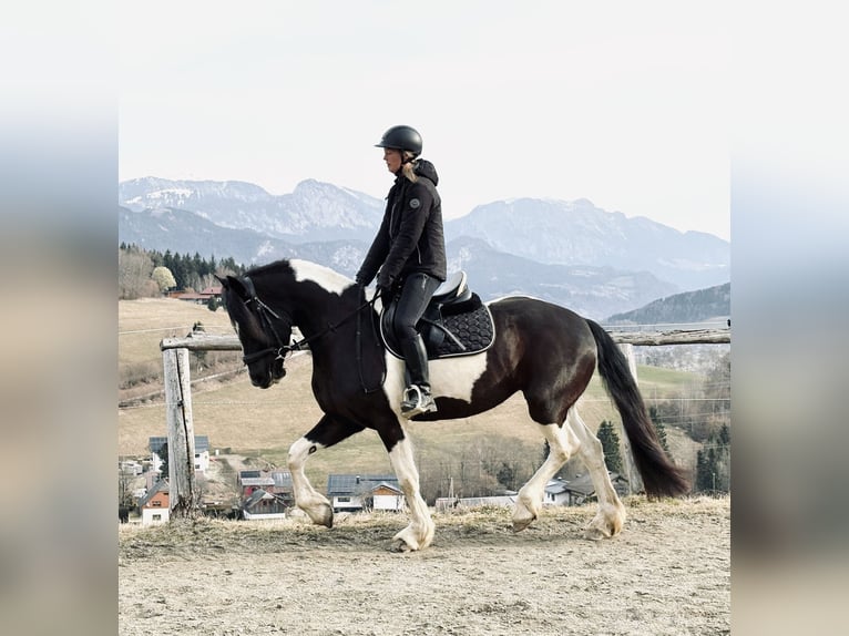 Barockpinto Stute 4 Jahre 160 cm Schecke in Irdning