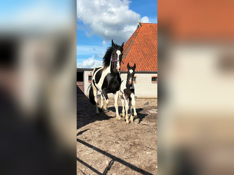 Barockpinto Stute 5 Jahre 151 cm Schecke in Offingawier