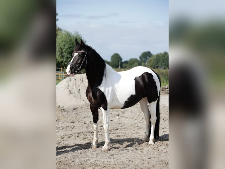 Barockpinto Stute 5 Jahre 151 cm Schecke in Offingawier