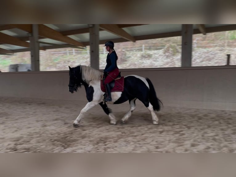 Barockpinto Stute 5 Jahre 155 cm Schecke in Nöstach