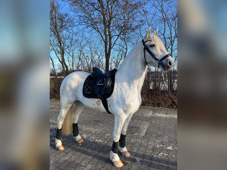 Barockpinto Stute 5 Jahre 157 cm Schimmel in Wadersloh
