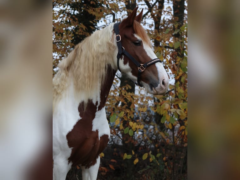 Barockpinto Stute 5 Jahre 158 cm Schecke in Saarlouis