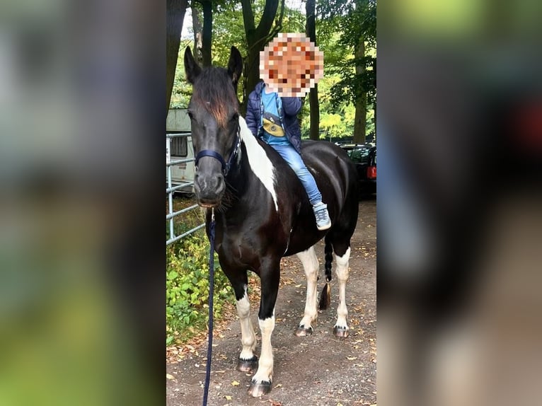 Barockpinto Mix Stute 6 Jahre 158 cm Schecke in Galenberg
