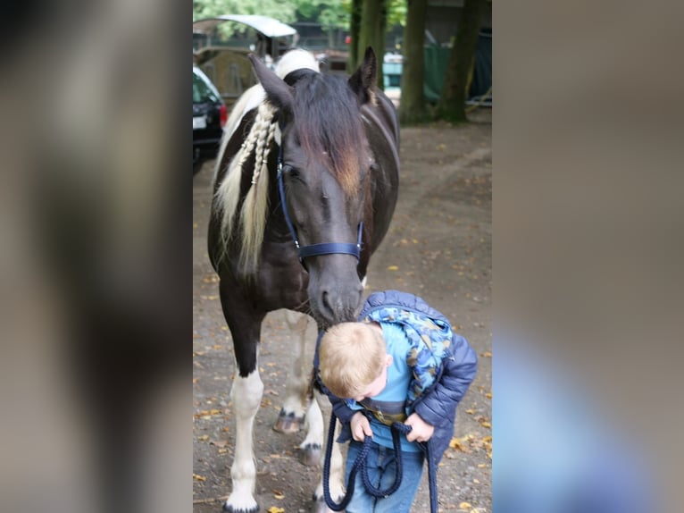 Barockpinto Mix Stute 6 Jahre 158 cm Schecke in Galenberg