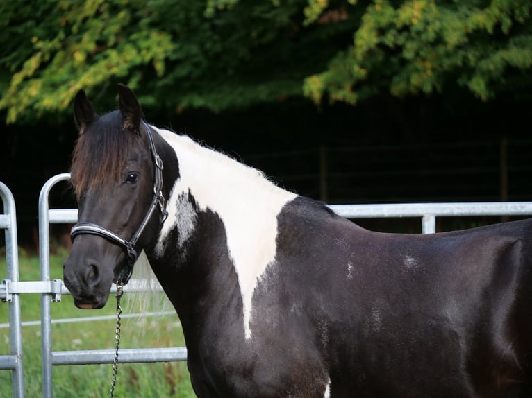Barockpinto Mix Stute 6 Jahre 158 cm Schecke in Galenberg