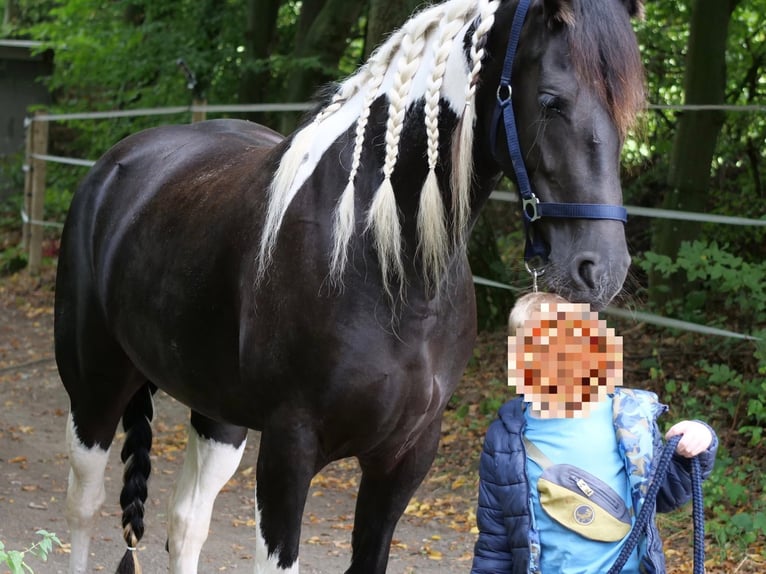 Barockpinto Mix Stute 6 Jahre 158 cm Schecke in Galenberg