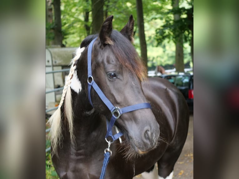 Barockpinto Mix Stute 6 Jahre 158 cm Schecke in Galenberg