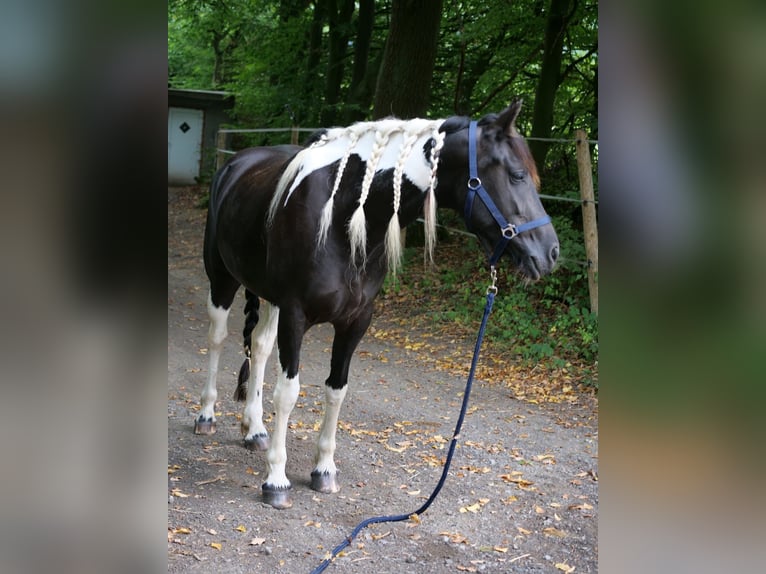 Barockpinto Mix Stute 6 Jahre 158 cm Schecke in Galenberg