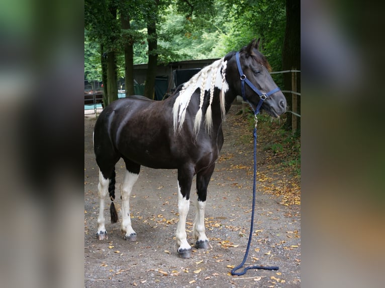 Barockpinto Mix Stute 6 Jahre 158 cm Schecke in Galenberg