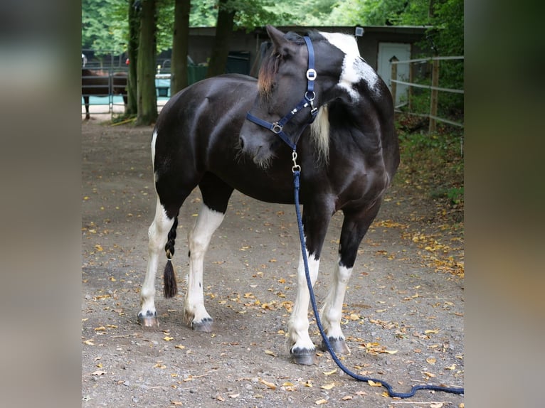 Barockpinto Mix Stute 6 Jahre 158 cm Schecke in Galenberg