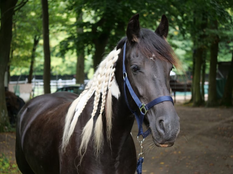 Barockpinto Mix Stute 6 Jahre 158 cm Schecke in Galenberg