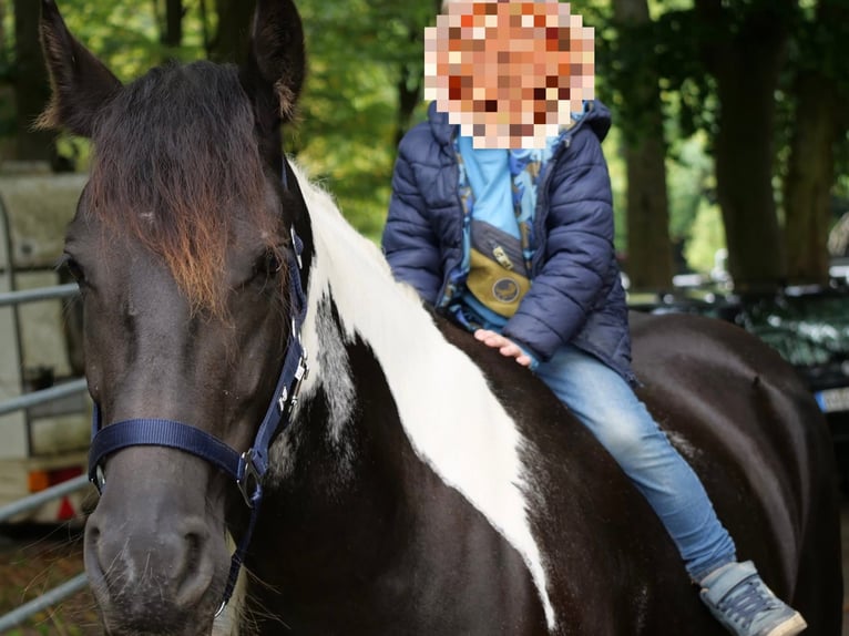 Barockpinto Mix Stute 6 Jahre 158 cm Schecke in Galenberg
