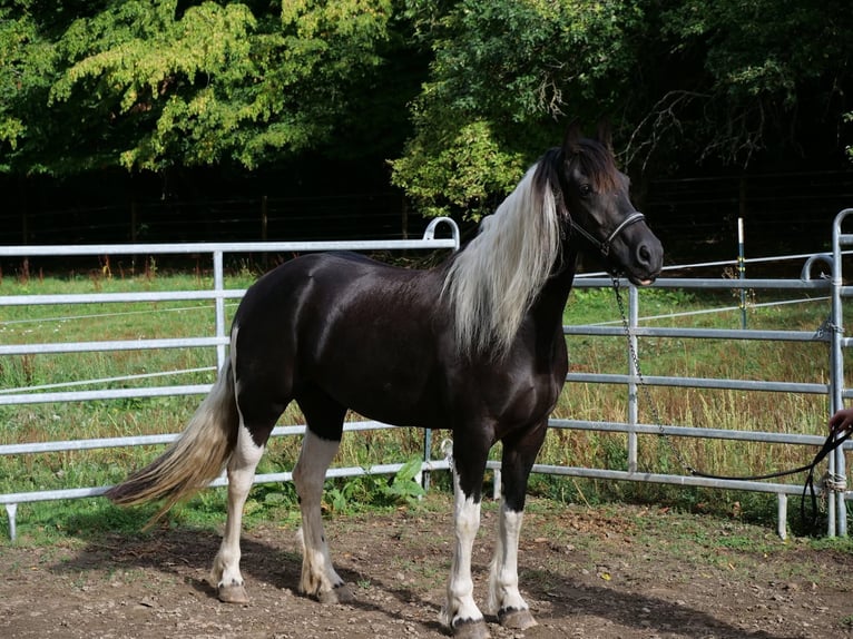 Barockpinto Mix Stute 6 Jahre 158 cm Schecke in Galenberg