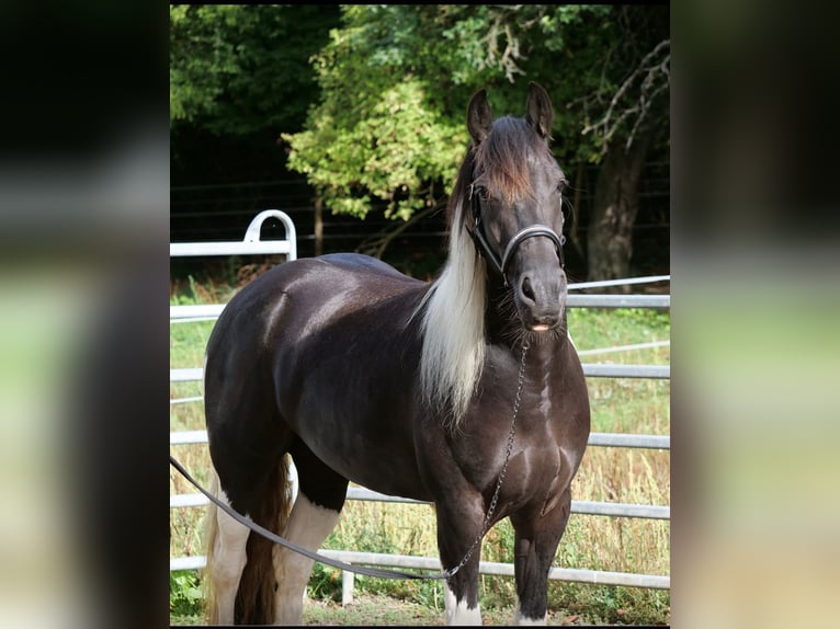 Barockpinto Mix Stute 6 Jahre 158 cm Schecke in Galenberg