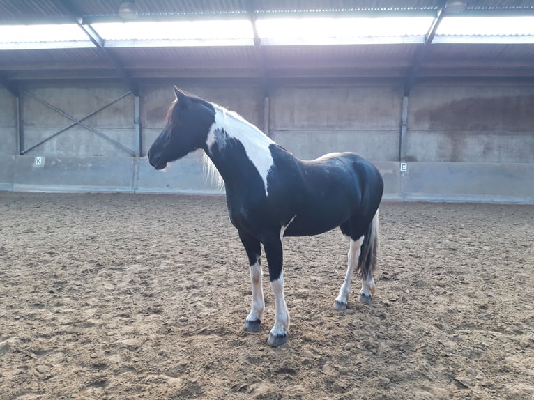 Barockpinto Stute 6 Jahre 160 cm Schecke in Hensbroek