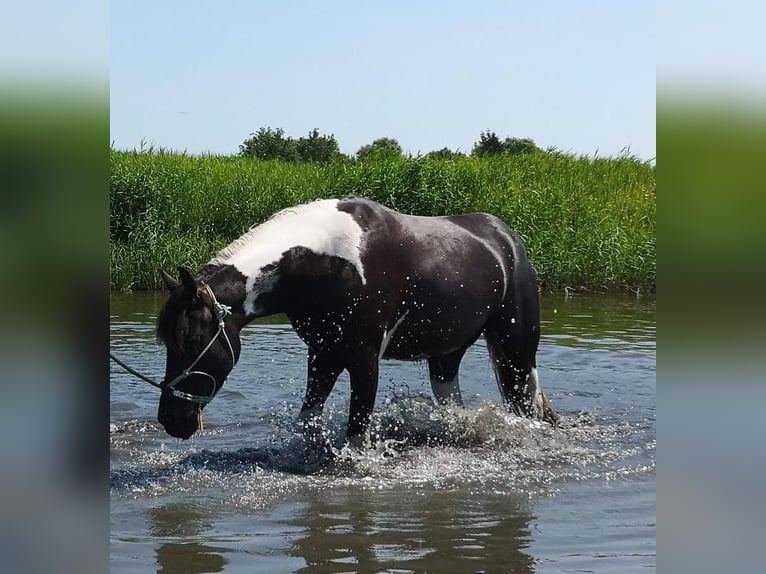 Barockpinto Stute 6 Jahre 160 cm Schecke in Hensbroek
