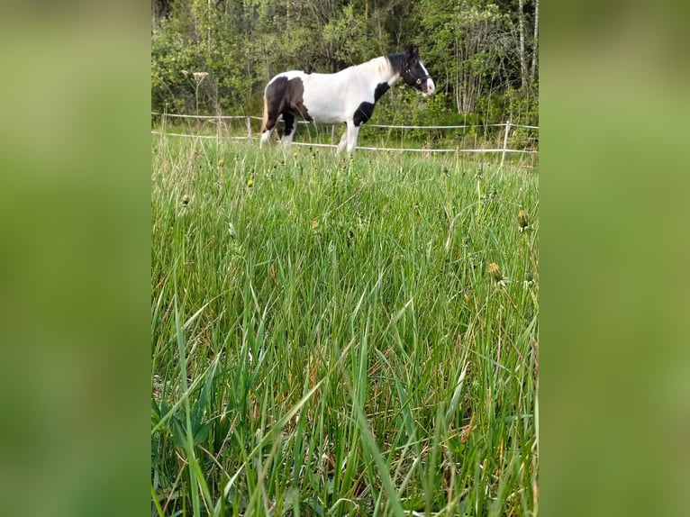 Barockpinto Stute 6 Jahre 168 cm Tobiano-alle-Farben in Porvoo