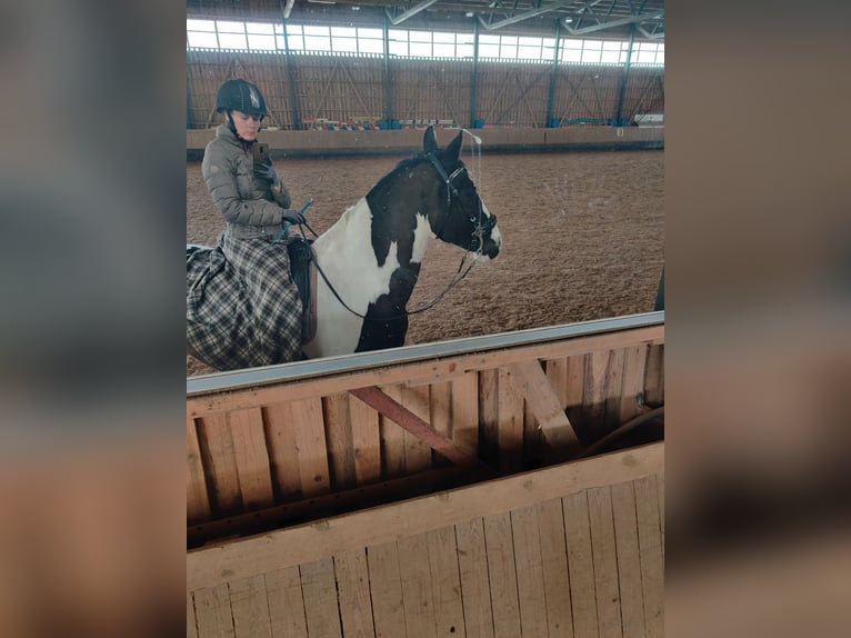 Barockpinto Stute 6 Jahre 168 cm Tobiano-alle-Farben in Porvoo