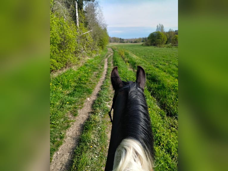 Barockpinto Stute 6 Jahre 168 cm Tobiano-alle-Farben in Porvoo