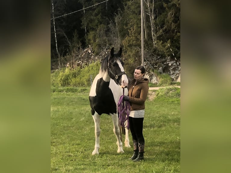 Barockpinto Stute 6 Jahre 168 cm Tobiano-alle-Farben in Porvoo