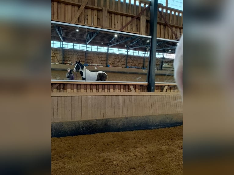 Barockpinto Stute 6 Jahre 168 cm Tobiano-alle-Farben in Porvoo