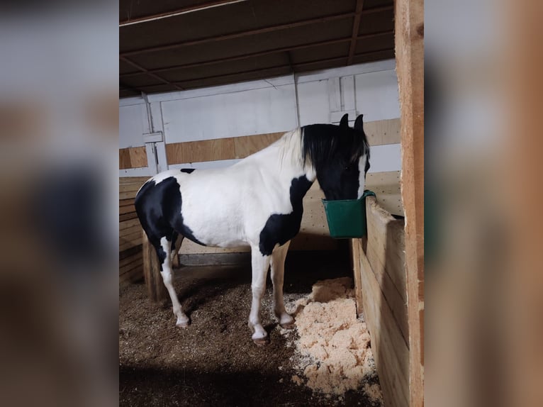 Barockpinto Stute 6 Jahre 168 cm Tobiano-alle-Farben in Porvoo