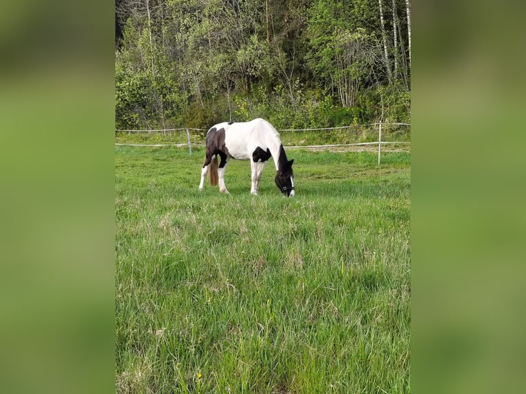 Barockpinto Stute 6 Jahre 168 cm Tobiano-alle-Farben in Porvoo