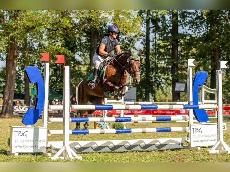 Barockpinto Stute 7 Jahre 155 cm Schecke in Milzau