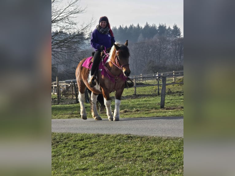 Barockpinto Stute 8 Jahre 143 cm Schecke in Linkenbach