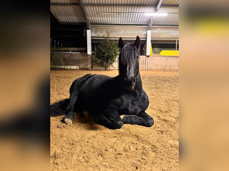 Barockpinto Stute 8 Jahre 155 cm Rappe in Dierdorf