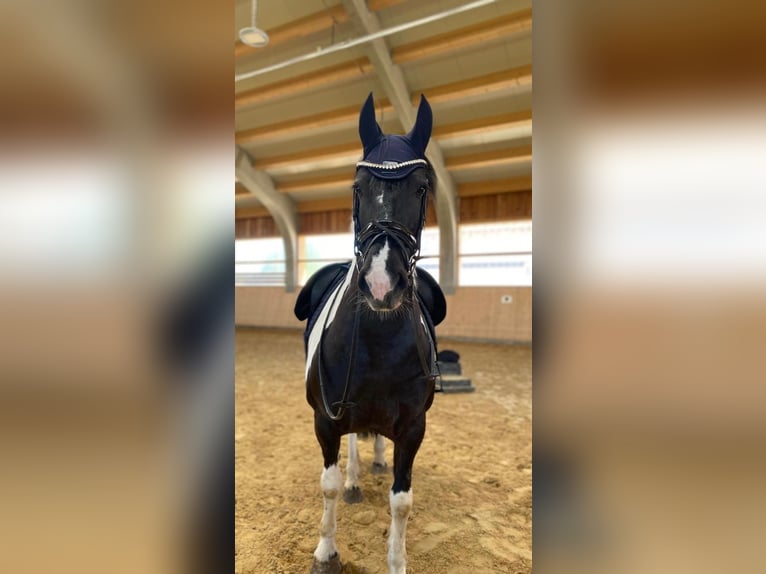 Barockpinto Stute 8 Jahre 158 cm Schecke in Waakirchen