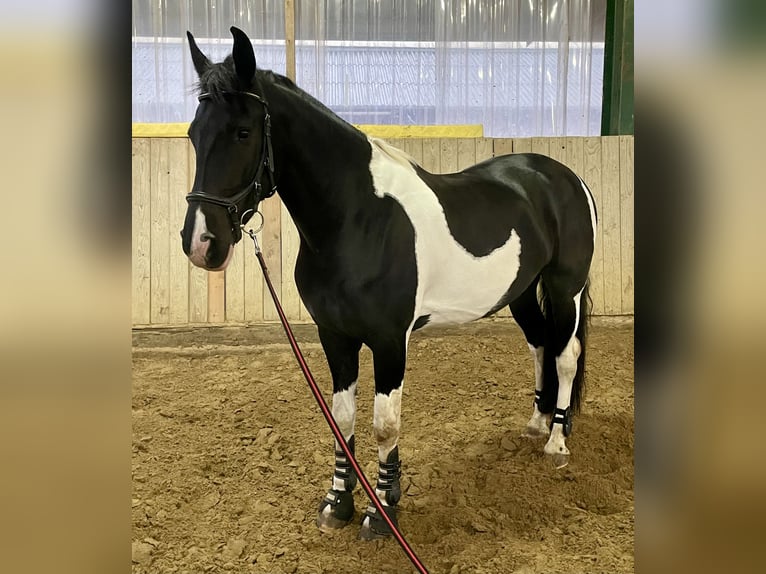 Barockpinto Stute 8 Jahre 168 cm Schecke in D&#xFC;sseldorf