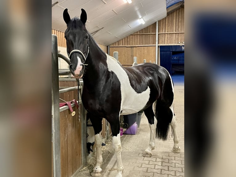 Barockpinto Stute 8 Jahre 168 cm Schecke in D&#xFC;sseldorf