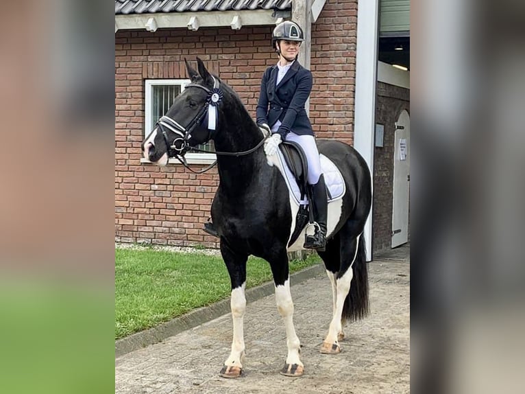 Barockpinto Stute 8 Jahre 168 cm Schecke in D&#xFC;sseldorf