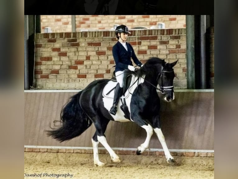 Barockpinto Stute 8 Jahre 168 cm Schecke in D&#xFC;sseldorf