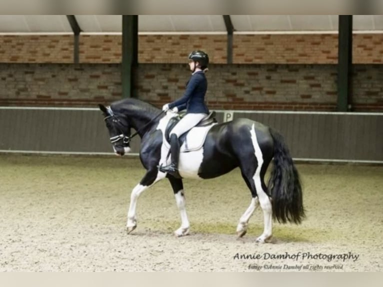 Barockpinto Stute 8 Jahre 168 cm Schecke in D&#xFC;sseldorf