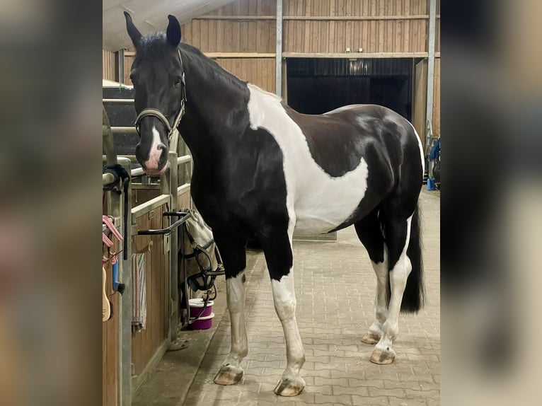 Barockpinto Stute 8 Jahre 168 cm Schecke in Erkrath
