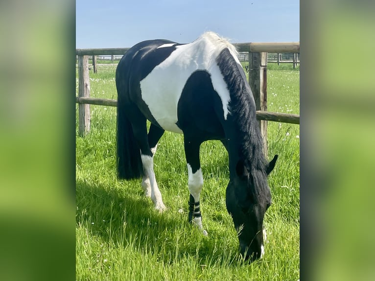 Barockpinto Stute 8 Jahre 168 cm Schecke in Erkrath