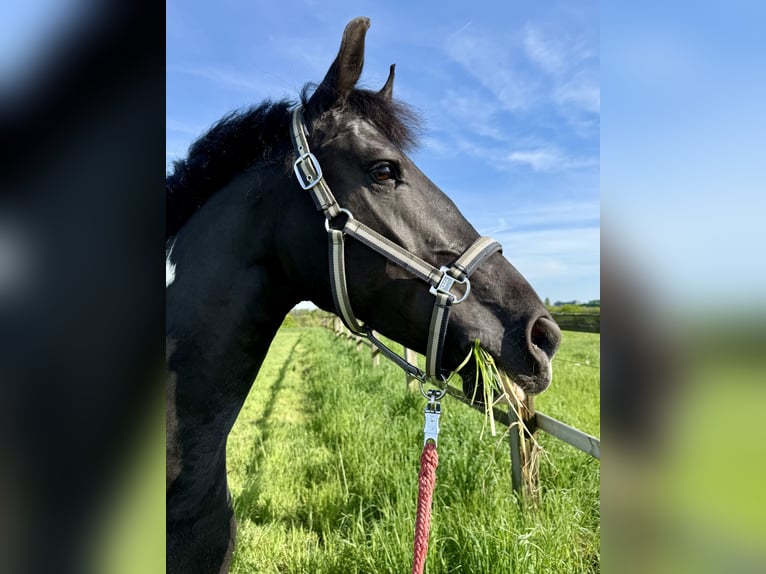 Barockpinto Stute 8 Jahre 168 cm Schecke in Erkrath