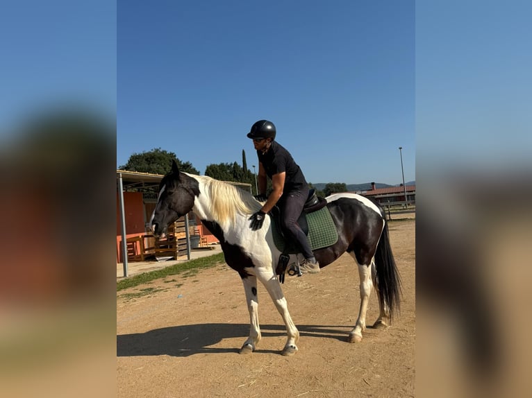 Barockpinto Stute 9 Jahre 155 cm Schecke in Gava