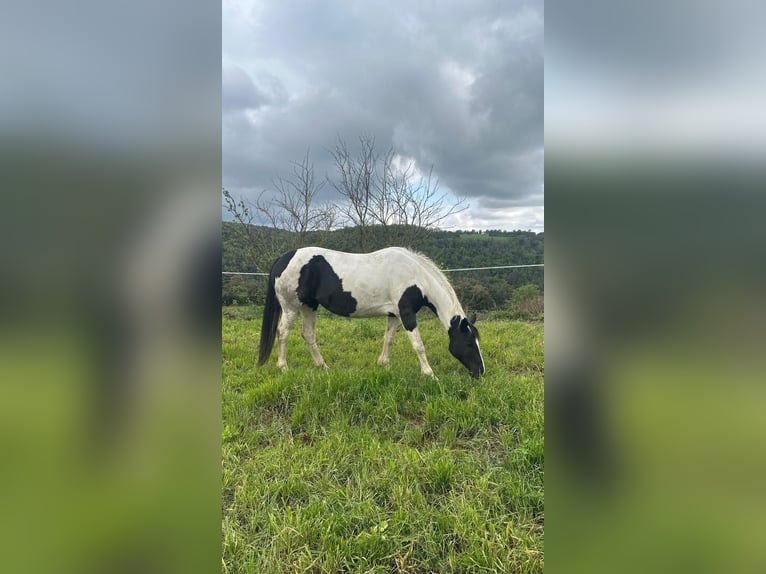 Barockpinto Stute 9 Jahre 155 cm Schecke in Gava