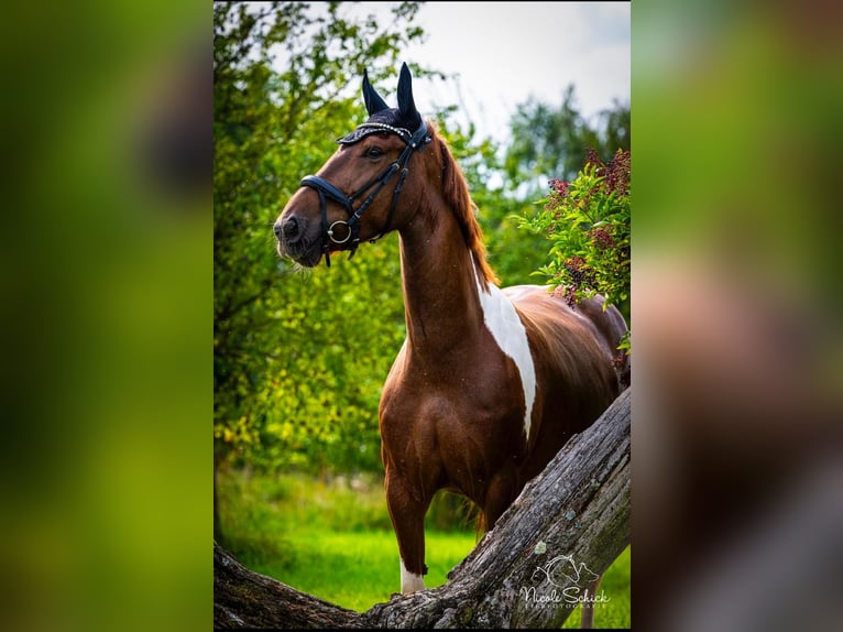 Barockpinto Mix Stute 9 Jahre 160 cm  in Leichlingen