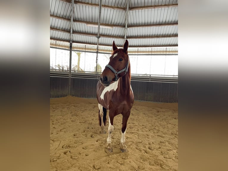 Barockpinto Mix Stute 9 Jahre 160 cm  in Leichlingen