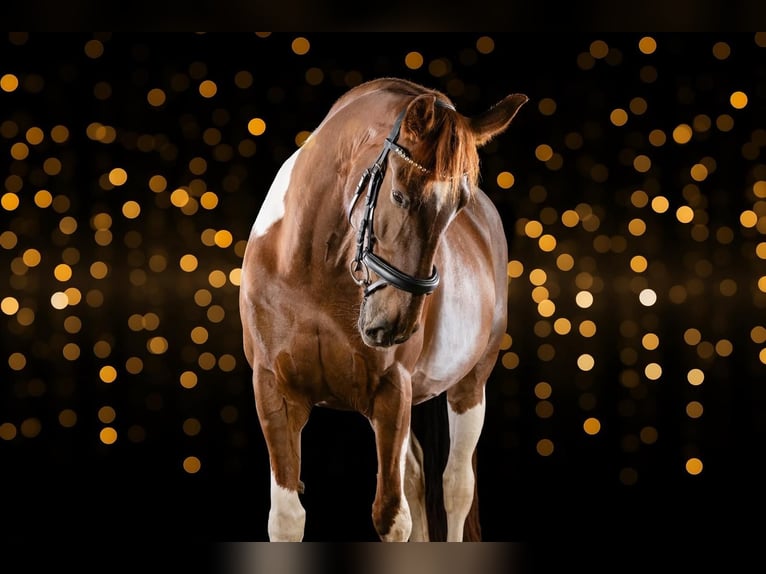 Barockpinto Mix Stute 9 Jahre 160 cm  in Leichlingen