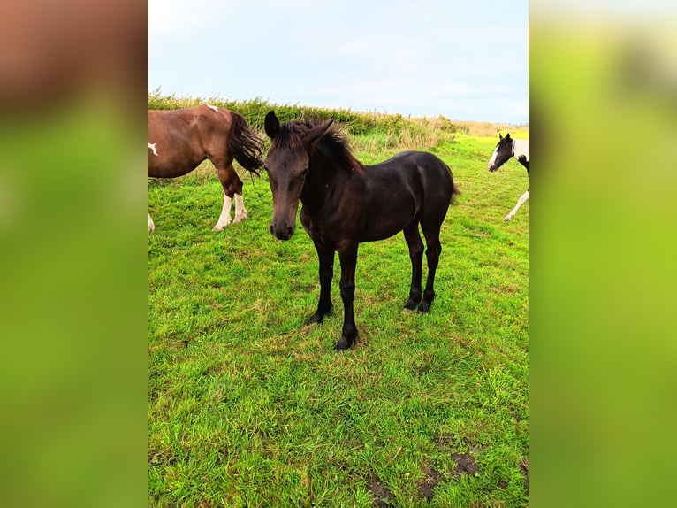 Barockpinto Stute Fohlen (04/2023) Rappe in Stemwede